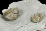 Flexicalymene Trilobite Fossil and Gastropod - Ohio #136982-2